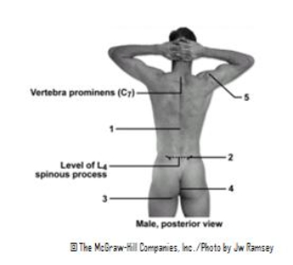   -This figure shows a posterior view of the male.Which number indicates the median furrow? A) 1 B) 2 C) 3 D) 4 E) 5