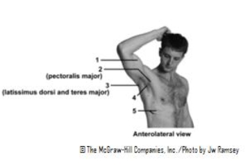   -This figure shows an anterolateral view of the axilla and trunk.What does number 3 indicate? A) Posterior axillary fold B) Anterior axillary fold C) Axilla D) Biceps brachii muscle E) Serratus anterior muscle