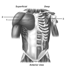   -This figure shows the muscles of the anterior trunk.What muscle does number 3 indicate? A) Pectoralis major B) Deltoid C) Latissimus dorsi D) Biceps brachii E) Pectoralis minor