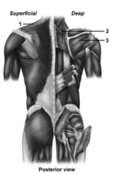    -This figure shows the muscles of the posterior trunk.What muscle does number 1 indicate? A) Trapezius B) Rhomboid major C) Latissimus dorsi D) Infraspinatus E) Supraspinatus
