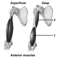   -This figure shows superficial and deep arm muscles.What muscle does number 2 indicate? A) Biceps brachii B) Brachialis C) Coracobrachialis D) Brachioradialis E) Triceps brachii