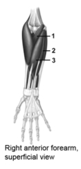   -This figure shows the right anterior forearm.What muscle does number 1 indicate? A) Flexor carpi radialis B) Brachialis C) Pronator teres D) Brachioradialis E) Palmaris longus