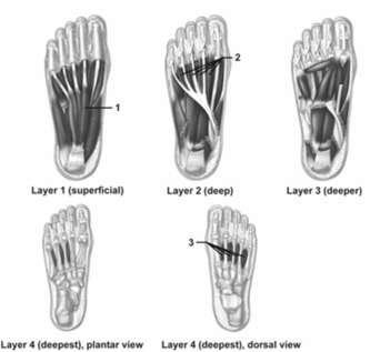   -These figures show the intrinsic muscles of the right foot.What muscle or group does number 1 indicate? A) Flexor digitorum brevis B) Abductor digiti minimi C) Abductor hallucis D) Lumbricals E) Interossei