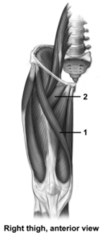   -This figure shows an anterior view of the right thigh.What muscle does number 1 indicate? A) Sartorius B) Gracilis C) Adductor longus D) Rectus femoris E) Pectineus