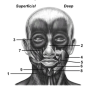   -This figure shows the muscles of facial expression.What muscle does number 6 indicate? A) Zygomaticus major B) Risorius C) Masseter D) Orbicularis oculi E) Orbicularis oris