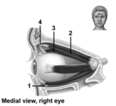   -This figure shows a medial view of the right eye.What muscle does number 3 indicate? A) Superior oblique B) Inferior oblique C) Lateral rectus D) Medial rectus E) Superior rectus