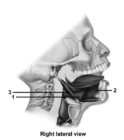   -This figure shows the muscles that move the tongue.What muscle does number 2 indicate? A) Palatoglossus B) Styloglossus C) Stylohyoid D) Hyoglossus E) Genioglossus