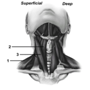   -This figure shows the muscles of the anterior neck.What muscle does number 1 indicate? A) Sternocleidomastoid B) Trapezius C) Sternothyroid D) Geniohyoid E) Sternohyoid