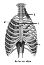   -This figure shows the muscles of respiration.What muscle does number 4 indicate? A) External intercostal B) Internal intercostal C) Scalene D) Diaphragm E) Transversus thoracis