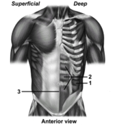   -This figure shows the muscles of the abdominal wall.What muscle or feature does number 2 indicate? A) Rectus abdominis B) Transversus abdominis C) Internal oblique D) External oblique E) Linea alba