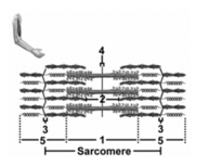   -This sarcomere depicts relaxed muscle.Number 1 denotes the A) A band. B) H zone. C) Z disc. D) M line. E) I band.