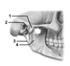   -This figure shows the temporomandibular joint.Which number indicates the stylomandibular ligament? A) 1 B) 2 C) 3 D) 4 E) The stylomandibular ligament is not shown in this figure.