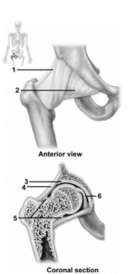   -These figures show the coxal joint.Which number indicates the pubofemoral ligament? A) 1 B) 2 C) 3 D) 4 E) 5