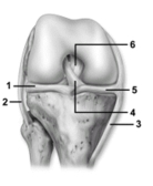   -This figure shows the knee joint.Which number indicates the tibial collateral ligament? A) 1 B) 2 C) 3 D) 5 E) 6