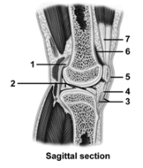   -This figure shows a sagittal section of the knee joint.Which number indicates the prepatellar bursa? A) 1 B) 2 C) 3 D) 5 E) 6