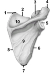   -This figure shows the scapula.Which number indicates the superior angle? A) 1 B) 2 C) 4 D) 7 E) 10  