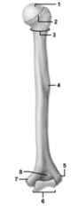   -This figure shows the humerus.The feature indicated by number 3 is the A) surgical neck. B) anatomical neck. C) greater tubercle. D) lesser tubercle. E) deltoid tuberosity.  