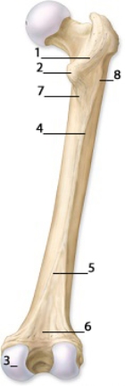   -This figure shows the femur.The feature indicated by number 1 is the A) arcuate line. B) posterior superior iliac spine. C) intertrochanteric line. D) intertrochanteric crest. E) pectineal line.  