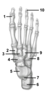   -This figure shows the bones of the ankle and foot.Which bone does the number 1 indicate? A) Proximal phalanx of the hallux B) Distal phalanx of the pollex C) Middle phalanx of the hallux D) Distal phalanx of the hallux E) Proximal phalanx of the pollex  