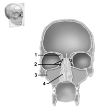   -This figure shows the major cavities within the skull.Which number indicates the sphenoid sinus? A) 1 B) 2 C) 3 D) 4 E) The sphenoid sinus is not shown on this figure.