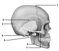   -This figure shows a lateral view of the skull.Which number indicates the styloid process? A) 4 B) 5 C) 6 D) 7 E) The styloid process is not shown on this figure.