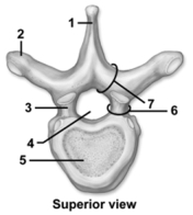   -This figure shows a superior view of a vertebra.Which number indicates the spinous process? A) 1 B) 2 C) 3 D) 6 E) 7
