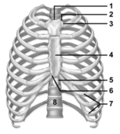   -This figure shows the thoracic cage.Which number indicates the xiphoid process? A) 1 B) 4 C) 5 D) 7 E) The xiphoid process is not labeled on this figure.