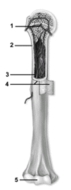   -This figure shows the gross anatomy of a long bone.Which number indicates the periosteum? A) 1 B) 2 C) 3 D) 4 E) 5