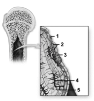   -This figure illustrates the cell types found in bone.Which type of cell secretes osteoid? A) 1 B) 2 C) 3 D) 4 E) None of the choices is correct.