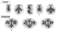   -Number 1 indicates a simple _____ gland. A) tubular B) acinar C) branched tubular D) branched acinar E) coiled tubular