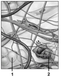   -In this image showing connective tissue components,what structure does number 2 indicate? A) Mesenchymal cell B) Fibroblast C) Adipocyte D) Macrophage E) Extracellular matrix
