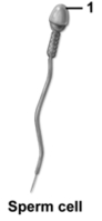 This figure shows a sperm cell.What structure does number 1 indicate?   A) Flagellum B) Acrosome C) Nucleus D) Midpiece E) Crown