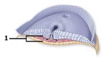 This figure shows a cross-sectional view of the developing embryo.Which of the three primary germ layers does number 1 indicate?   A) Ectoderm B) Mesoderm C) Endoderm
