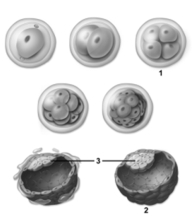   -This figure depicts cleavage.What structure does number 3 indicate? A) Trophoblast B) Zona pellucida C) Embryoblast D) Chorionic villi E) Yolk sac