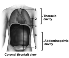   -This figure shows a frontal view of a human.What does number 2 indicate? A) Pelvic cavity B) Pleural cavity C) Mediastinum D) Abdominal cavity E) Cranial cavity