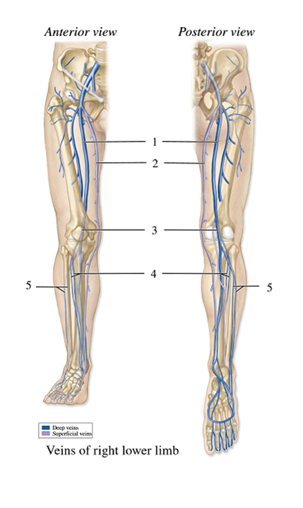 -In the Figure Showing the Veins of the Lower Extremity,what | Biology+