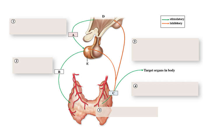 This Figure Shows An Example Of Regulation Of Hormone Secretion Biology