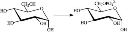Consider the following reaction.   Which of the following describes this reaction? A) is so strongly exergonic that it does not require a catalyst B) is an exergonic reaction not coupled to any other reaction C) is an endergonic reaction that takes place because it is coupled to the exergonic hydrolysis of ATP D) is an exergonic reaction that is coupled to the endergonic hydrolysis of ATP