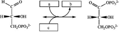 Which group of small molecules best fit the boxes associated with the reaction shown?   A b c A) ATP ADP H<sub>2</sub>O B) NADH NAD<sup>+</sup> P<sub>i</sub> C) NAD<sup>+</sup> NADH H<sub>2</sub>O D) NAD<sup>+</sup> NADH P<sub>i</sub>