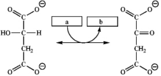 Which group of small molecules best fit the boxes associated with the reaction shown?   A b A) ADP + 2 P<sub>i</sub> ATP B) NAD<sup>+</sup> NADH C) NADP<sup>+</sup> NADPH D) FAD FADH<sub>2</sub>