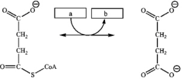 Which group of small molecules best fit the boxes associated with the reaction shown?   A b A) GDP GTP B) NADP<sup>+</sup> NADPH C) ADP + P<sub>i</sub> ATP D) FAD FADH<sub>2</sub>