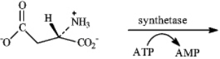 Draw the structure of the product formed when the substance shown below undergoes amide formation.  