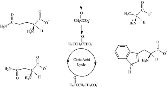 The following shows a part of the biosynthetic pathway of amino acids.If possible,draw an arrow to match the amino acid with its precursor.  