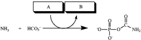 Consider the reaction below to answer the following questions.    a) Which group of small molecules best fit the boxes associated with the reaction?    b) This reaction is part of: a. the citric acid cycle. b. the urea cycle. c. a biosynthetic pathway of amino acids d.the catabolism of amino acid carbon chains. 