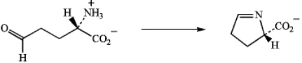 Write a mechanism for the nonenzymatic transformation of glutamate semialdehyde into 1-pyrroline-5-carboxylate.Which amino acid is synthesized from 1-pyrroline-5-carboxylate in vivo?     