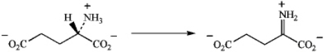 Write a mechanism for the formation of a-iminoglutarate from glutamate employing NAD<sup>+</sup> as the oxidizing coenzyme.  