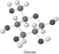 Glucose,C<sub>6</sub>H<sub>12</sub>0<sub>6</sub>,can be represented by the molecular model shown below.If 1.00 mol of glucose is submitted to combustion analysis,how many moles of CO<sub>2</sub> and how many moles of H<sub>2</sub>O would be formed?   A) 1) 00 mol CO<sub>2</sub> and 2.00 mol H<sub>2</sub>O B) 6) 00 mol CO<sub>2</sub> and 6.00 mol H<sub>2</sub>O C) 6) 00 mol CO<sub>2</sub> and 12.0 mol H<sub>2</sub>O D) 12.0 mol CO<sub>2</sub> and 12.0 mol H<sub>2</sub>O