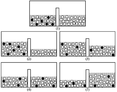 Drawing (1) shows a nonequilibrium system comprised of pure water separated from an aqueous solution by a semipermeable membrane.Shaded spheres represent solute particles and unshaded spheres represent water molecules.Which drawing (2) -(5) represents this system after equilibrium is reached?   A) drawing (2)  B) drawing (3)  C) drawing (4)  D) drawing (5) 
