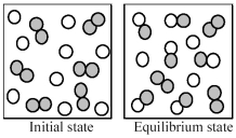 The following pictures represent the initial state and the equilibrium state for the gaseous state reaction of A<sub>2</sub> molecules (shaded spheres) with B atoms (unshaded spheres) to give AB molecules.   -If the volume of the equilibrium mixture is decreased,what will happen to the number of AB molecules and the number of B atoms? A) The number of AB molecules and the number of B atoms will both decrease. B) The number of AB molecules will increase;the number of B atoms will decrease. C) The number of AB molecules will decrease;the number of B atoms will increase. D) The number of AB molecules and the number of B atoms will both increase.