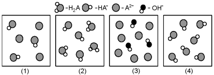 The following pictures represent solutions at various stages in the titration of a weak diprotic acid H<sub>2</sub>A with aqueous KOH.Unshaded spheres represent H atoms,black spheres represent oxygen atoms,and shaded spheres represent A<sup>2-</sup> ions.(K<sup>+</sup>,H<sub>3</sub>O<sup>+</sup> initially present,OH<sup>-</sup> initially present and solvent water molecules have been omitted for clarity) .   -Which picture represents the system beyond the second equivalence point? A) (1)  B) (2)  C) (3)  D) (4) 